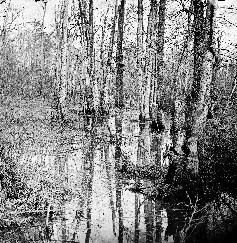 White Oak Swamp